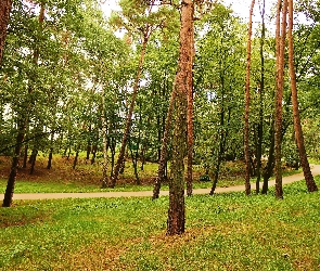 Park, Alejka, Drzewa