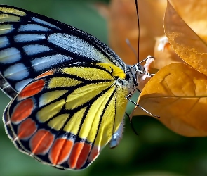 Jesień, Liść, Kolorowy, Motyl