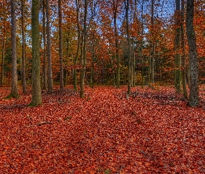 Las, Liście, Jesień