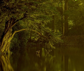 Las, Jezioro