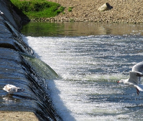 Rzeka, Mewy, Ptaki