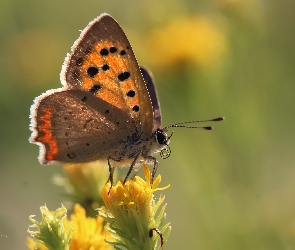 Czerwończyk, Owad, Motyl