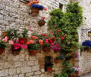 Ściana, Dom, Donice, Begonia, Petunie, Pelargonie, Kwiaty