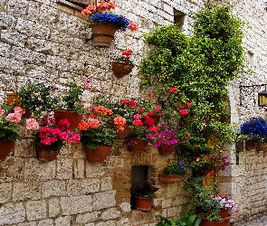 Pelargonie, Petunie, Ściana, Donice, Begonia, Dom, Kwiaty