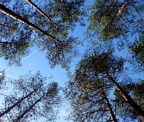 Słońca, Promienie, Niebo, Drzewa