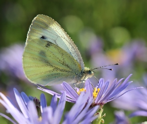 Bielinek, Astry, Biały, Owad, Motyl