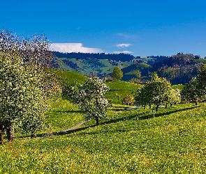 Droga, Drzewa, Wzgórza, Łąka