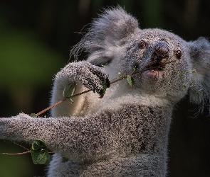 Koala, Liście, Gałązka, Miś