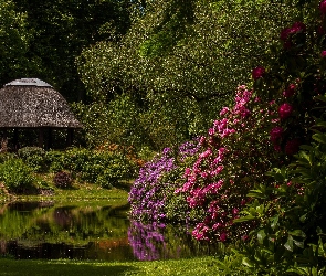 Park, Staw, Azalia, Różanecznik, Altana