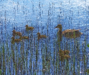 Kaczka, Woda, Jezioro, Kaczuszki