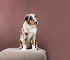 Owczarek australijski-australian shepherd