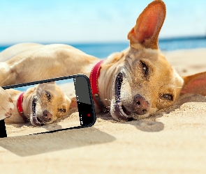 Plaża, Selfie, Telefon, Morze, Pies