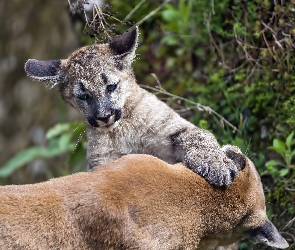 Puma, Małe
