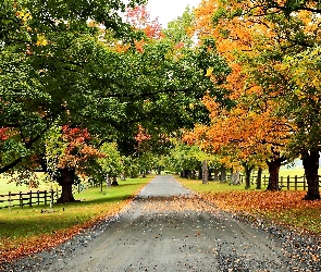 Droga, Jesień, Płot, Drzewa