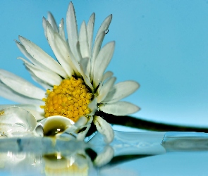Biały, Margerytka, Kwiatek