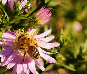 Pszczoła, Aster