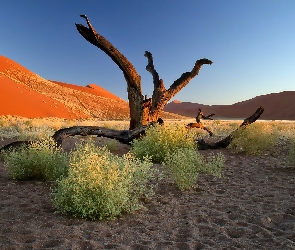 Pustynia, Afryka, Konary, Namib