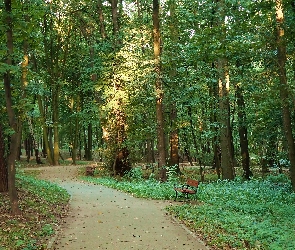Ławki, Alejka, Park, Drzewa