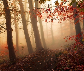 Ścieżka, Las, Jesień, Liście, Poranna, Mgła, Drzewa
