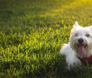 Piesek, West Highland White Terrier
