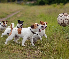 Psy, Jack Russell Terrier, Piłką, Łąka, Zabawa