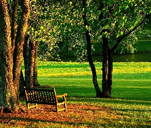 Park, Lato, Staw, Ławka