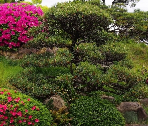 Krzewy, Rododendrony, Park