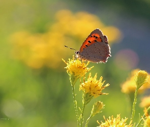 Czewończyk, Kwiaty, Owad, Żółte, Motyl