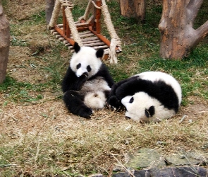 Misie, ZOO, Huśtawka, Panda