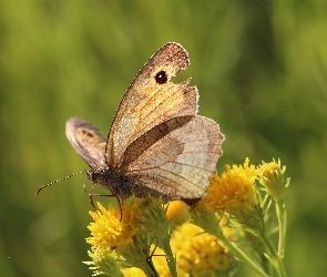 Motyl, Owad, Strzępotek Ruczajnik