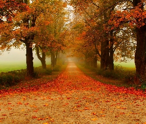 Droga, Drzewa, Jesień, Liście, Poranek, Mgła