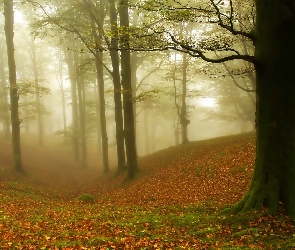 Las, Jesień, Liście, Mgła, Drzewa