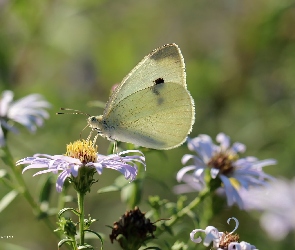 Biały, Owad, Motyl, bielinek