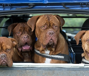 Samochód, Dog de Bordeaux, Psy, Cztery