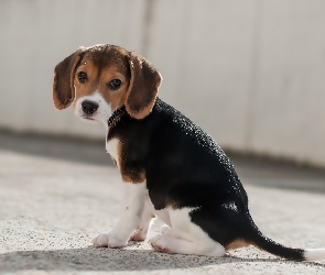 Beagle, Szczeniak