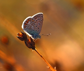 Modraszek, Owad, Motyl
