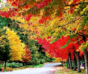 Park, Kolorowe Drzewa, Aleja, Jesień