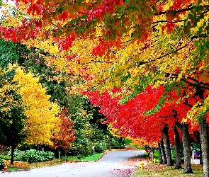 Kolorowe Drzewa, Aleja, Park, Jesień