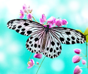 Biały, Kwiat, Różowy, Motyl, Czarno