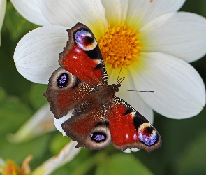 Owad, Czerwony, Motyl, Rusałka Pawik