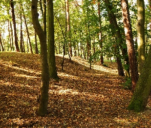 Park, Drzewa, Górka