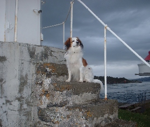 Płochacz holenderski, schody, Kooikerhondje