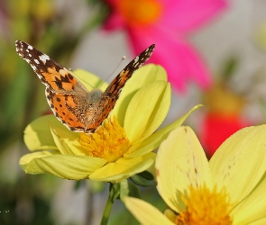 Dalie, Żółte, Rusałka Osetnik, Motyl