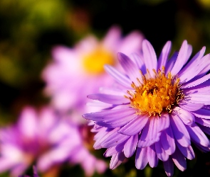 Fioletowy, Aster, Kwitnący
