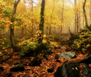 Mgła, Skały, Jesień, Las