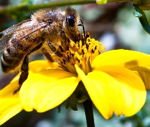 Żółty, Kwiat, Pszczoła