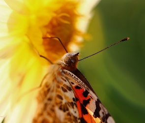 Rusałka Osetnik, Makro, Motyl