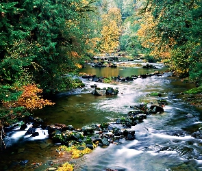 Kamienie, Rzeczka, Las