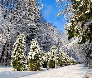 Park, Drzewa, Zima