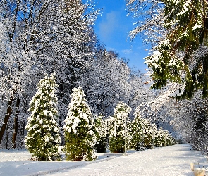Park, Drzewa, Zima